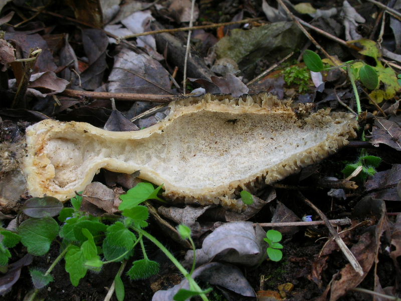 Morchella conica?